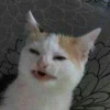 котячий андеграунд