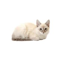 Telegram канал - hello, kitty