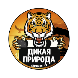 Дикая природа