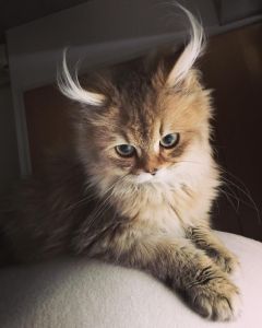 Котики!!!