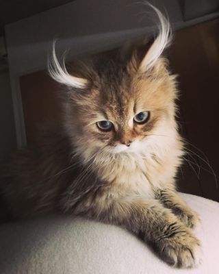 Котики!!!