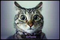Телеграмм канал - GifTonic