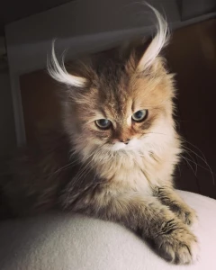Котики!!!