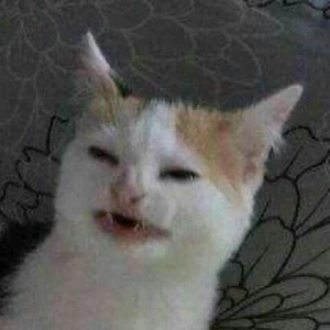 котячий андеграунд