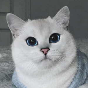 КоТоВаСиЯ