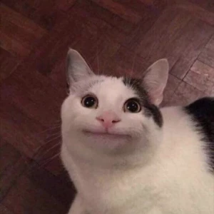 Котогифки