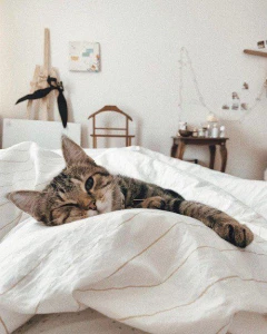 Cute animals
