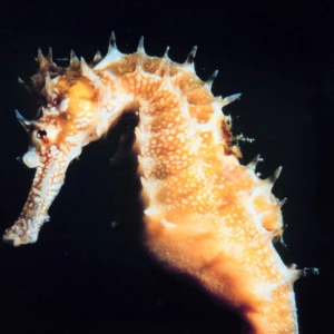 Telegram канал - Asian/Seahorse/r18