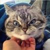 Telegram канал - Смешные Котики