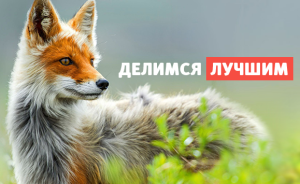 Telegram канал - Twizz.ru