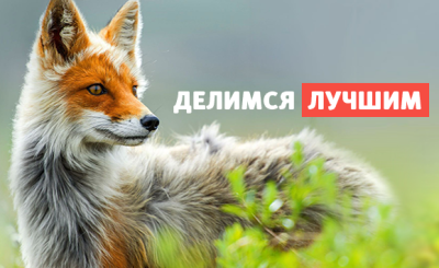 Telegram канал - Twizz.ru