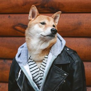 Telegram канал - Nyaa Blog