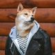 Telegram канал - Nyaa Blog