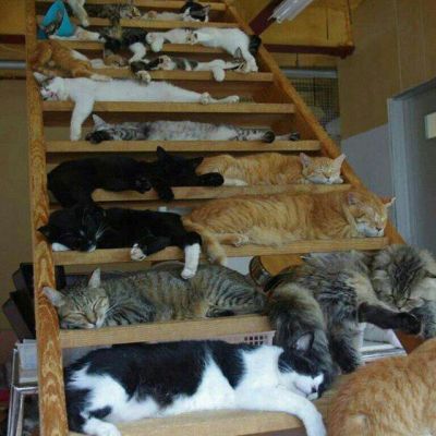Коточат