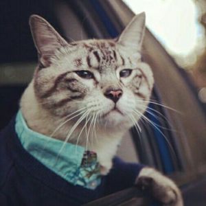 Telegram канал - Бизнес кот