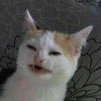 котячий андеграунд