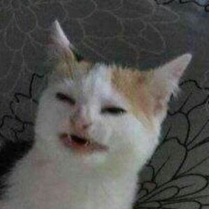 котячий андеграунд