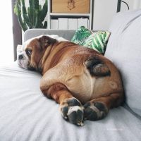 Телеграм канал - Funny Bulldogs