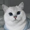 КоТоВаСиЯ