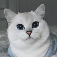 КоТоВаСиЯ