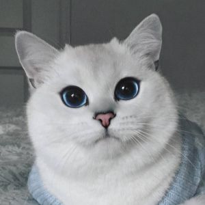 КоТоВаСиЯ