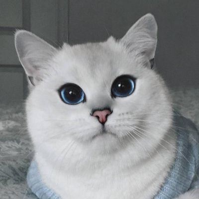 КоТоВаСиЯ
