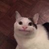 Котогифки