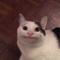 Котогифки