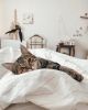 Cute animals
