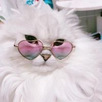 Telegram канал - Котики в очках 🕶