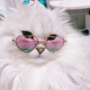 Telegram канал - Котики в очках 🕶