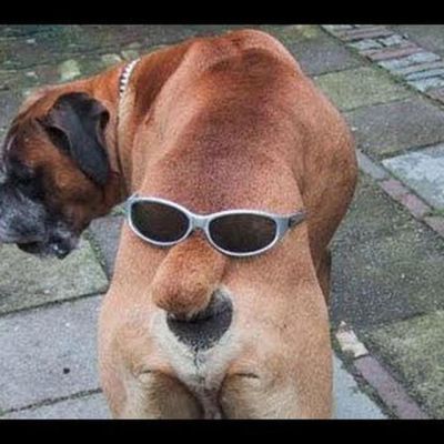 Telegram канал - Photogenic animals