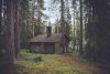 The Forest