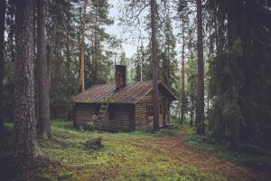 The Forest