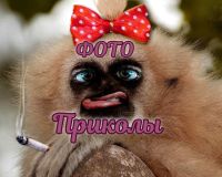Фото Приколы