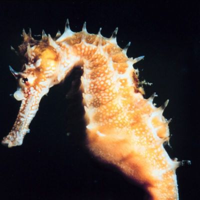 Telegram канал - Asian/Seahorse/r18